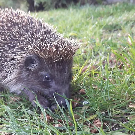 Appartement Fantasy Varna