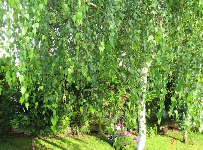 Appartamento Fantasy *