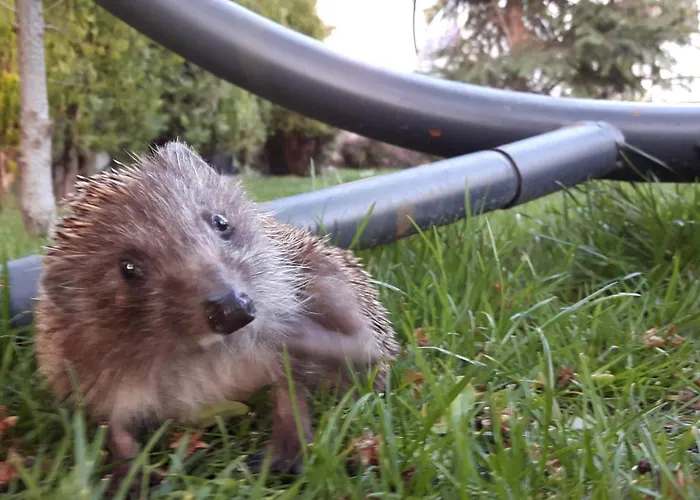 アパート Fantasy *