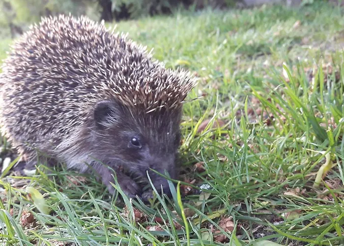 アパート Fantasy ヴァルナ